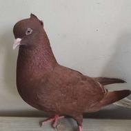 کبوتر سرخ دمسفید ماده