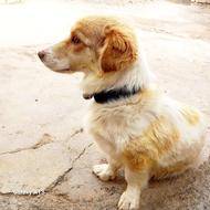 سگ اصیل سلامت