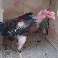 خروس لاری اصیل برزیلی و انگلیسی