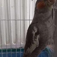 عروس هلندی