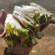کنگر کوهی تازه