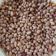 لوبیا چیتی