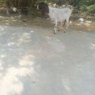 بز ماده و نر برای قربانی و داشت