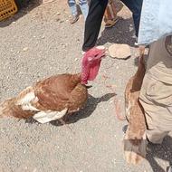 یک جفت بوقلمون نر و ماده