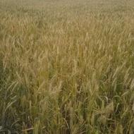 گندم کلاته درجه یک