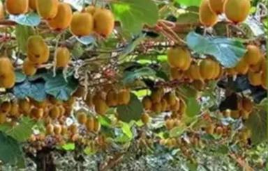 فروش باغ کیوی 4000mپرمحصول6ششدانگ