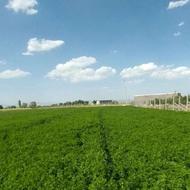 زمین مناسب گلخانه 5000متری