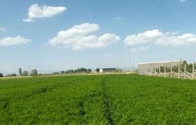زمین مناسب گلخانه 5000متری
