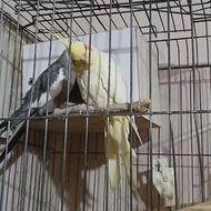 یک جفت عروس هلندی