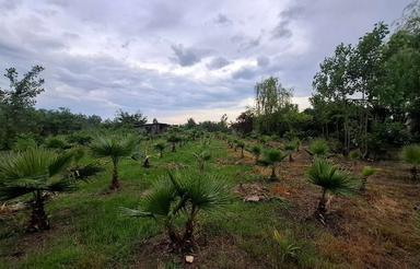 فروش ویلاباغ 5000 متر در منطقه کویه رودسر