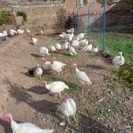 بوقلمون گوشتی
