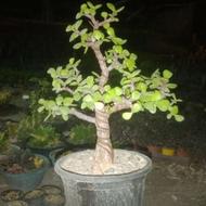 حراج بزرگ گلخانه کاکتوس