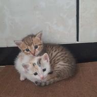 واگذاری گربه