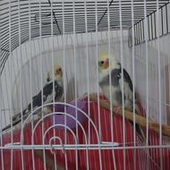 دو عروس هلندی