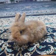 بچه خرگوش لوپ