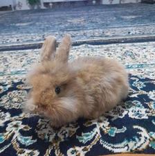 بچه خرگوش لوپ