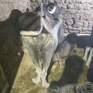 گاو میش با گوساله نر یک ماهه