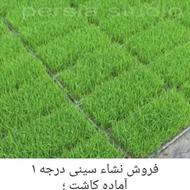 نشاء سینی آماده