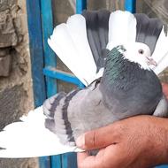 کبوتر سوقدیم