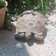 لاکپشت خاکی ماده