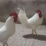 دو عددخروس سفید
