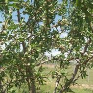 باغ آلونک دار با سند