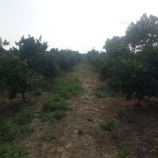 فروش زمین کشاورزی 15000 متر در مرکز شهر