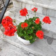 شمعدونی هلندی پاکوتاه