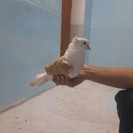 دوبال زرد ماده