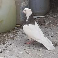 کفتر طوقی کاکلی ماده