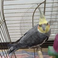 عروس هلندی نر