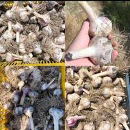 سیرمحلی ودرشت چندروزچیده