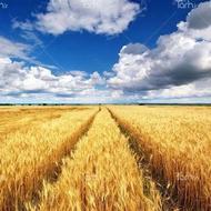 بذر،گندم اوکراینی مناسب ترین،نوع بذر برای کشت دیم