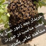 جمع آوری و خرید زنبورها