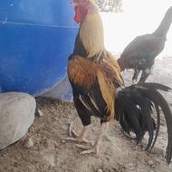 خروس خوب هست