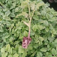 نشا گوجه فرنگی