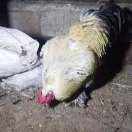 اردک هلندی یا روسی نر و خروس امپراطوری