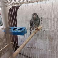 قناری نقره ای نر قرص خون