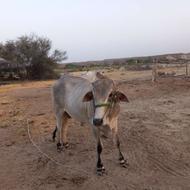 فروش گاو نر