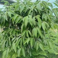 صفر تاصد کار فضای سبز