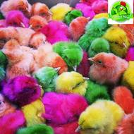 خروسک برای پنجشنبه موجود میباشد