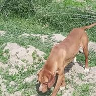 سگ دنبلانی واگذاری