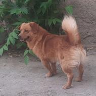 واگذاری سگ گلدن خانگی
