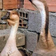 خریدار ریوز اردک غاز اردک قرقاول بوقلمون