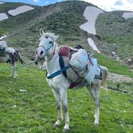 اسب یخته 6ساله کار