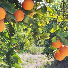 فروش فوری زمین با سند مسکونی
