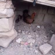 مرغووجوجه سالم هست ند