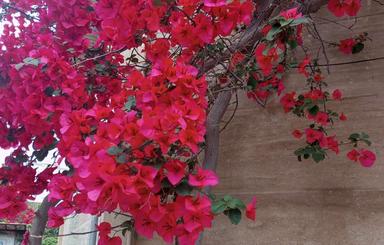 اجاره کلبه سویسی دل جنگل