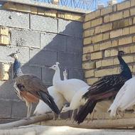 طاووس سفید و مصری سن یک سال