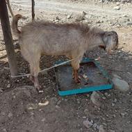 بز تریشتن نر